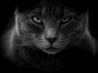 キャットジャック？操縦室に侵入した猫が大暴れ。旅客機をハイジャックし緊急着陸を余儀なくされる