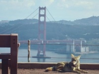 新型コロナウイルスで人間の少なくなった街に姿を現し始めた野生動物たちの姿がとらえられる