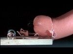 痛っ！　ソーセージがネズミ捕りに切断される瞬間をスローで…