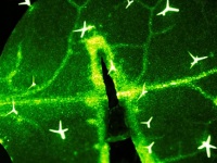 植物も痛みを感じている？傷つけられた植物が痛みのシグナルを発し、全身に伝える仕組みを解明（日・米研究）