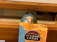 これは便利！くちばしでパッケージを開封してくれるインコ