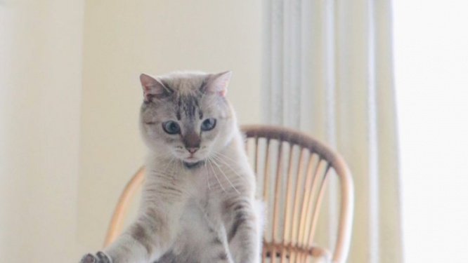 あの有名漫画に激似！華麗なる〝ダンシングキャット〟に2万人驚がく　「踊って誤魔化すやつだ！」