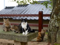 尾道は「猫の街」としても有名（kouyuzuさん撮影、Flickrより）