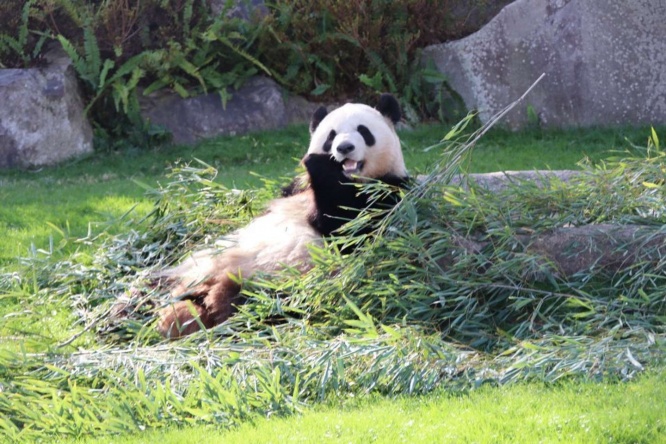笹に囲まれて幸せそう
