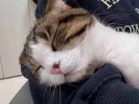 仕事を〝強制終了〟させた猫の行動に4万人もん絶　「可愛すぎてムリだー！！」