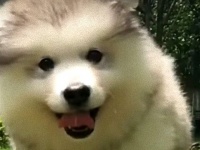 暑くなってきたけどやっぱりかわいい、モフころマラミュートの赤ちゃんたち