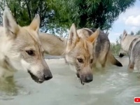 「やっと、やっと家族が一緒になれた！」狼のカップルと子どもたちが無事に感動の再会を果たす