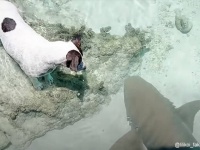 犬とサメが毎日一緒に泳ぐやさしい世界。コモリザメと犬の君はともだち