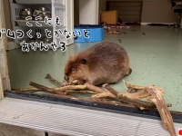 職人気質のビーバー、動物保護施設の入り口にダムを作り始めてしまう