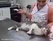 診察台の上で甘えまくって治療にならない猫