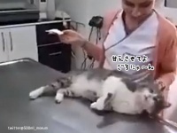 診察台の上で甘えまくって治療にならない猫