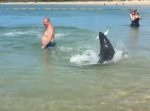 アシカが猛スピードで魚を追いかけ回し、観光客大喜び！