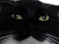 まんまるおめめの人気猫さん、食後はまさかの表情に　貫禄スゴイ姿に1.5万人驚がく