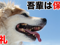 一般社団法人 保護犬のわんこのプレスリリース画像