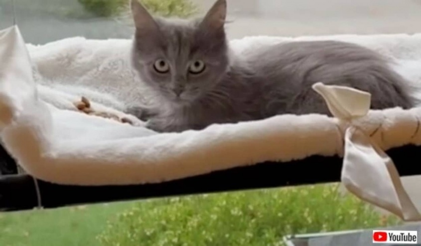 「もう1匹猫が飼いたいな」と娘が言った2週間後、子猫が裏庭に遣わされた