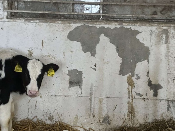 もみのき（＠mominoki_farm）さんの投稿より、再掲