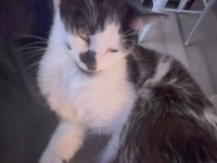 お誕生日おめでとう！でも膝の上から降りてほしい…。愛猫の12年間を振り返ってみた