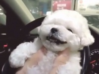 天使かな？犬にキスをしたところ、これ以上ないっていうくらいかわいい笑顔を見せてくれた