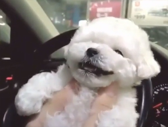 天使かな？犬にキスをしたところ、これ以上ないっていうくらいかわいい笑顔を見せてくれた