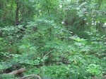 【画像】驚きの迷彩効果！　戦場で兵士がどこに隠れているかわかるだろうか？