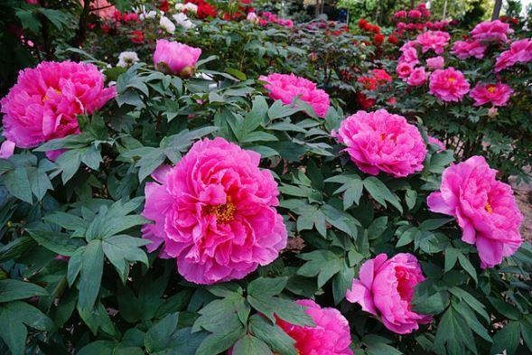 「由志園」の牡丹庭園（663highlandさん撮影, Wikimedia Commons