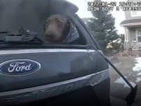 燃えさかる車の中に取り残された犬、保安官による奇跡の救出劇