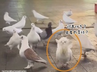 あれ？1羽だけモフモフの冠と襟巻を身に着けたゴージャスな鳩が混じっているぞ！？