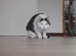 やめられにゃいとまらにゃい…でんぐり返しにハマって毎日するようになった猫が話題に