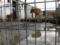 劣悪な状況にあったイスラエルの動物保護施設を丸ごと買い取った女性。収容されていた250匹以上犬全てが救われる