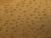シロアリなの？気候なの？ナミブ砂漠に点在する謎の円形地帯「フェアリーサークル」の形成メカニズムの最新研究