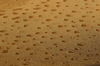 シロアリなの？気候なの？ナミブ砂漠に点在する謎の円形地帯「フェアリーサークル」の形成メカニズムの最新研究