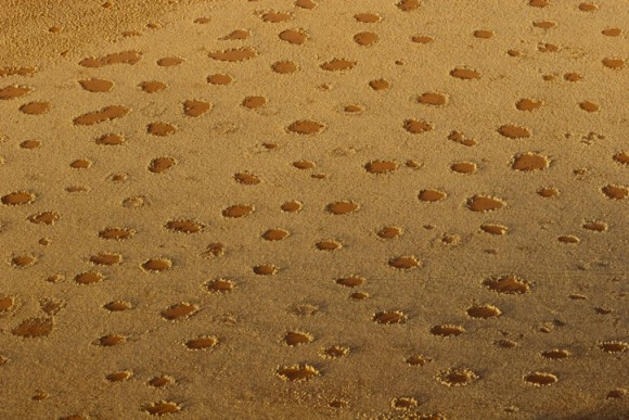 シロアリなの？気候なの？ナミブ砂漠に点在する謎の円形地帯「フェアリーサークル」の形成メカニズムの最新研究