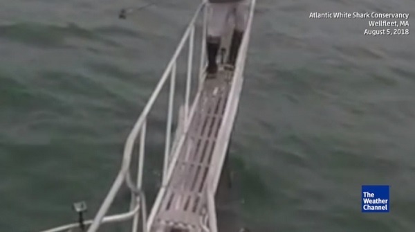 海から突然サメが出現し襲い掛かる一部始終！【映像】