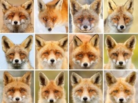 やっぱキツネはかわいいんじゃ～！こんなにも違う！表情豊か、個性豊かなキツネたちの写真