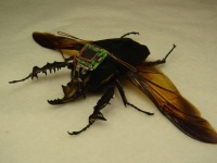 生きたカブトムシをリモコン操作することに成功。サイボーグ昆虫兵器誕生間近。