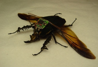 生きたカブトムシをリモコン操作することに成功。サイボーグ昆虫兵器誕生間近。