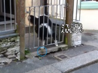 さーて今日も人間釣ってみっか。ボールを路上に転がし通行人と遊んでもらう賢い犬
