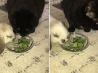 ほんとは草嫌いなんだけど...大好きなウサギが食事中、横に寄り添い同じ皿の草を食べるフリをする猫