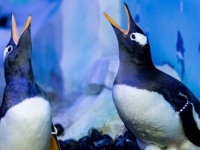 2組のペンギンのゲイカップルが誕生（イギリス・ロンドン水族館）