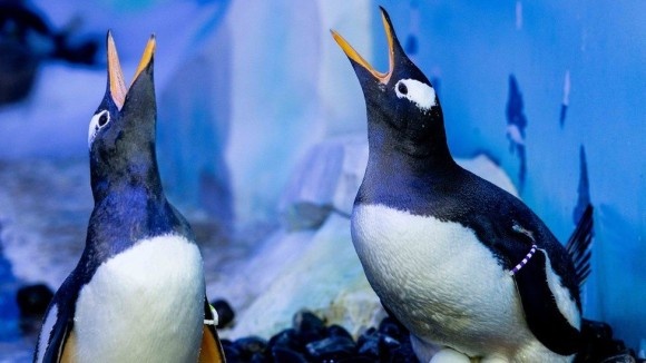 2組のペンギンのゲイカップルが誕生（イギリス・ロンドン水族館）