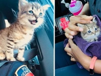 迷子の子猫、保護してくれた警官の肩と心をガッツリ掴んでそのまま家族の一員に