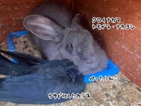 怪我で保護されたカラス、ウサギたちに仲間として受け入れられウサギカラスとなる