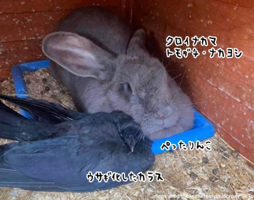 怪我で保護されたカラス、ウサギたちに仲間として受け入れられウサギカラスとなる