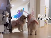 ゴールデンレトリバーが翼の生えたエンジェルに！本人も気に入っているようです