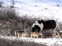 群れから外れた1頭の馬を受け入れた6匹のオオカミの群れ