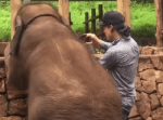 ツーショットを撮ろうとする男性のお尻にまさかの足蹴りを喰らわす赤ちゃんゾウ