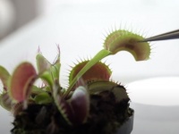 植物とコミュニケーションがとれる通信デバイスが開発される
