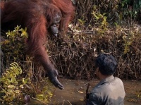 野生のオランウータン、川に入った男性に手を差し出し、救い出そうとする仕草（ボルネオ島）