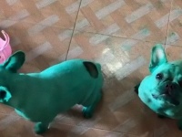 タイで発見。緑色に染まっちゃったブルドッグたち。その真相は？