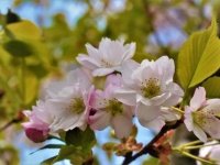 葉桜の秘密とは（画像はイメージ）